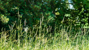 Ormandaki yeşil bahar bitki örtüsü