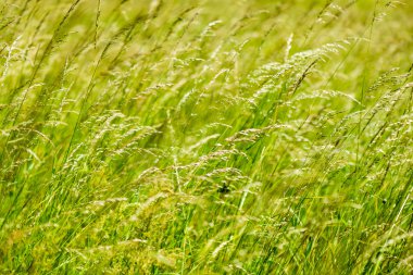 Yeşil bahar yeşillik ülkede