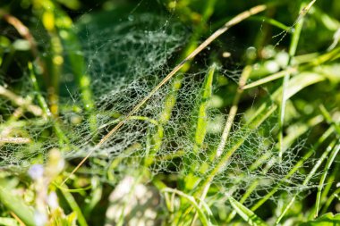 Yeşil bahar yeşillik ülkede