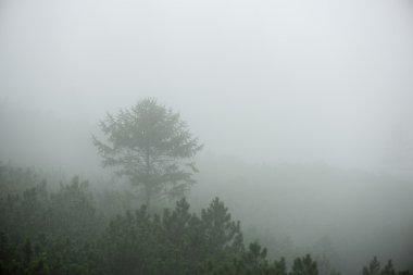 Sisli ormanın panoramik görünüm