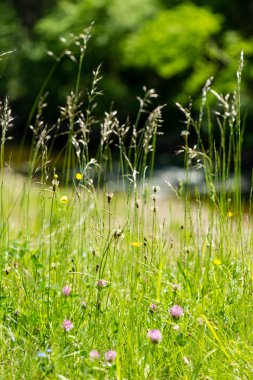 Ormandaki yeşil bahar bitki örtüsü