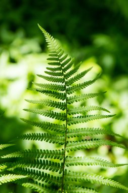 Yeşil bahar yeşillik ülkede