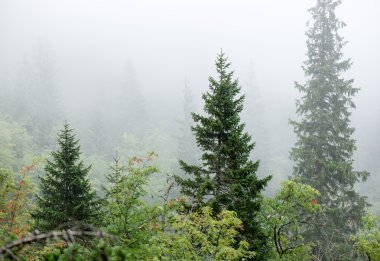 Sisli ormanın panoramik görünüm