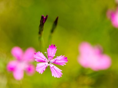 Yeşil bahar yeşillik ülkede
