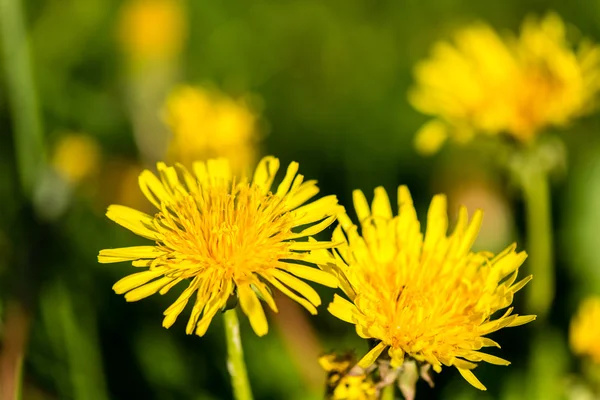 Groene lente gebladerte in land — Stockfoto