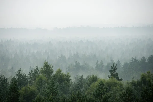 Panoramablick auf nebligen Wald — Stockfoto