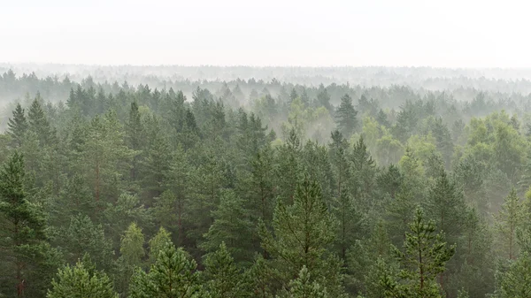 Vista panoramica della foresta nebbiosa — Foto Stock