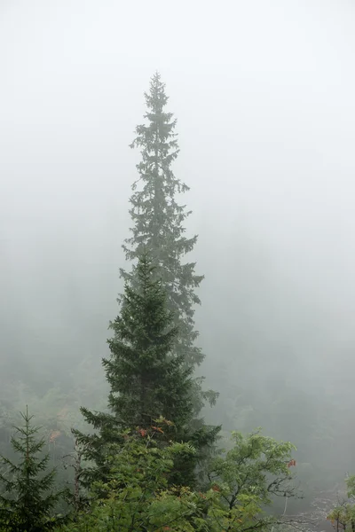 Panoramablick auf nebligen Wald — Stockfoto