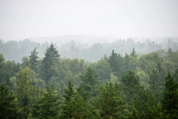 Panoráma ködös erdő — Stock Fotó