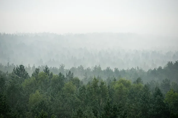 Panoramablick auf nebligen Wald — Stockfoto