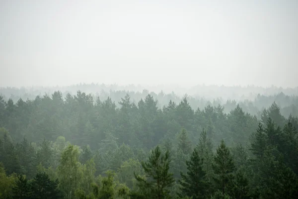 Panoramablick auf nebligen Wald — Stockfoto