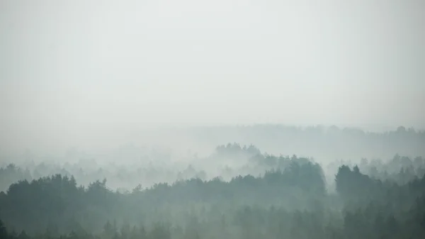 Panoráma ködös erdő — Stock Fotó