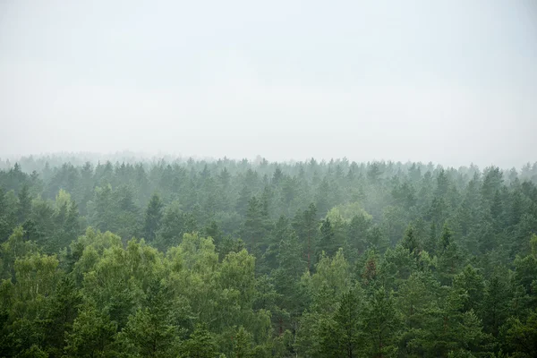 Vista panoramica della foresta nebbiosa — Foto Stock