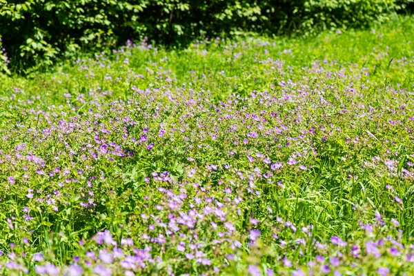 Grünes Frühlingslaub auf dem Land — Stockfoto