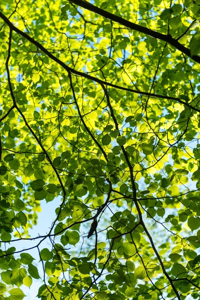 Folhagem de primavera verde no país — Fotografia de Stock