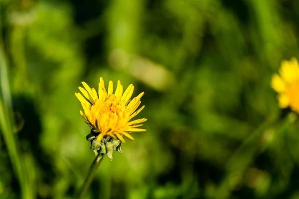 Groene lente gebladerte in land — Stockfoto