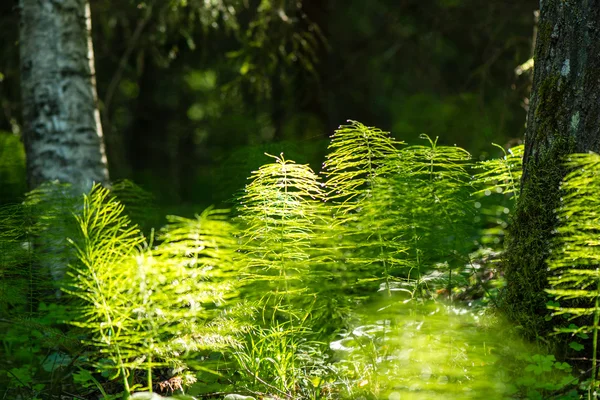 Follaje de primavera verde en el bosque —  Fotos de Stock