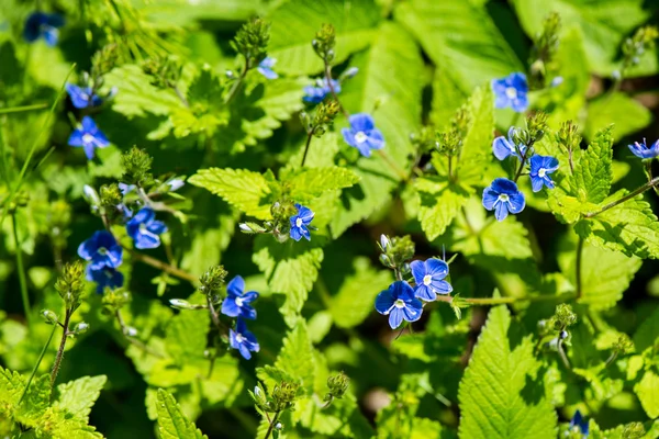 Groene lente gebladerte in land — Stockfoto