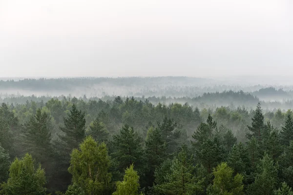 Vista panorámica del bosque brumoso — Foto de Stock