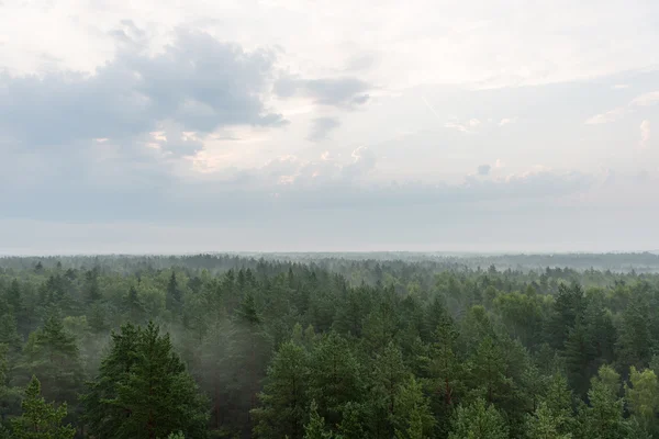 Panoramautsikt över dimmiga skog — Stockfoto