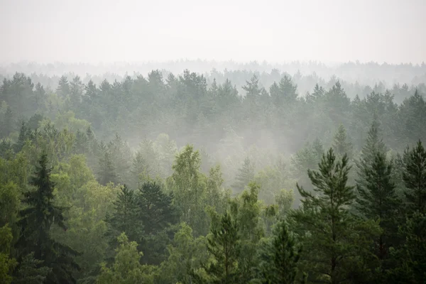 Vista panoramica della foresta nebbiosa — Foto Stock