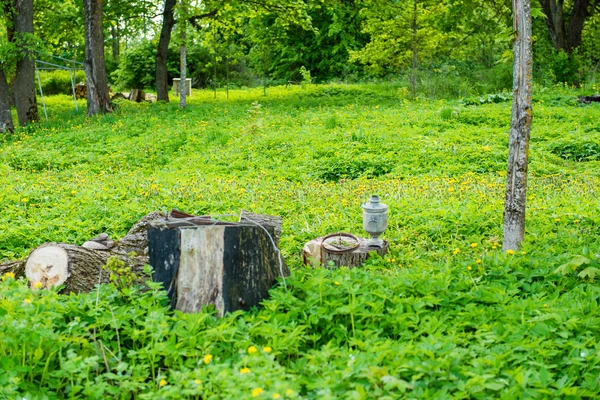 Green spring foliage in country — Stock Photo, Image