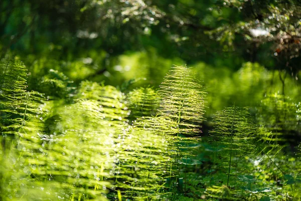 Follaje de primavera verde en el bosque —  Fotos de Stock