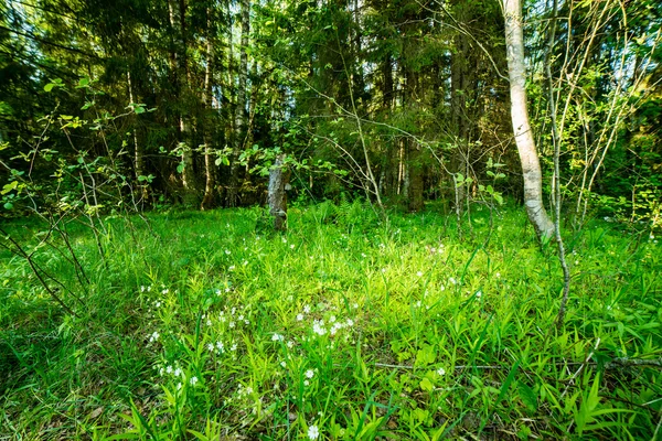 Folhagem de primavera verde na floresta — Fotografia de Stock