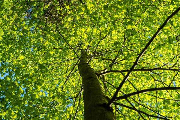 Folhagem de primavera verde no país — Fotografia de Stock