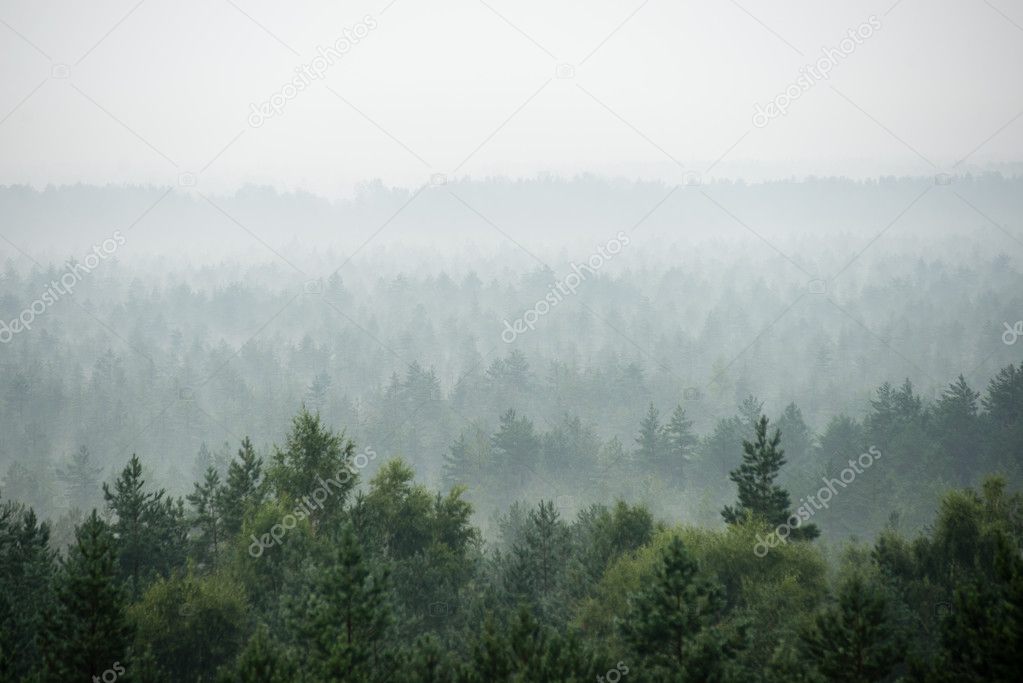 panoramic view of misty forest