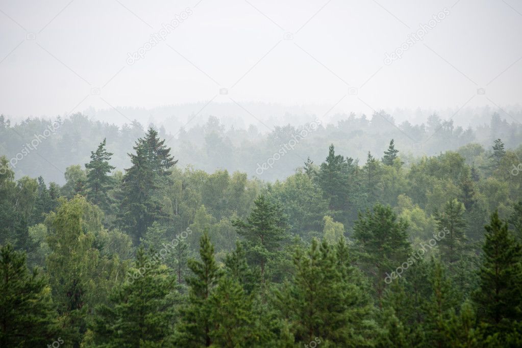 panoramic view of misty forest