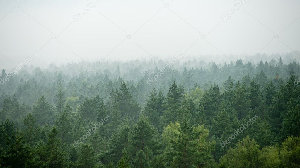 panoramic view of misty forest