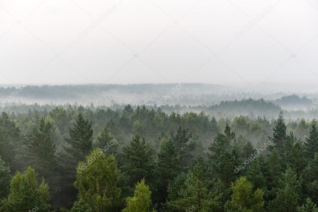 panoramic view of misty forest