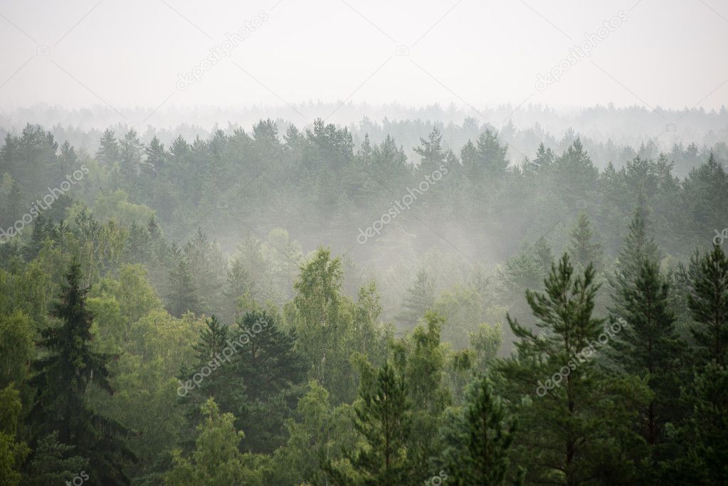 panoramic view of misty forest