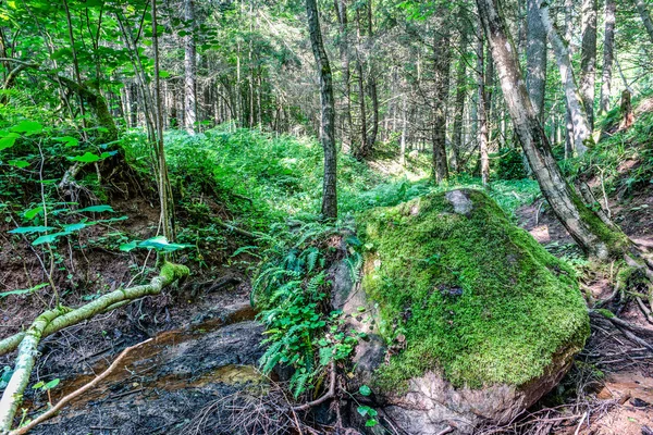 Falésias de arenito no parque nacional de Gauja — Fotografia de Stock