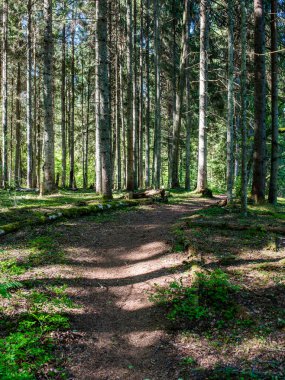 sonbaharda kırsalında boş yol