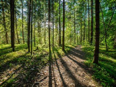 sonbaharda kırsalında boş yol