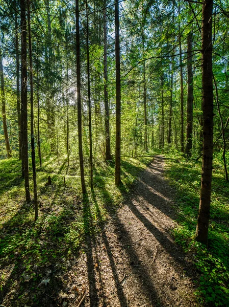 Camino vacío en el campo en otoño — Foto de Stock