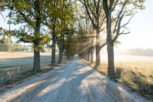 Empty road in the countryside in autumn — Stock Photo, Image