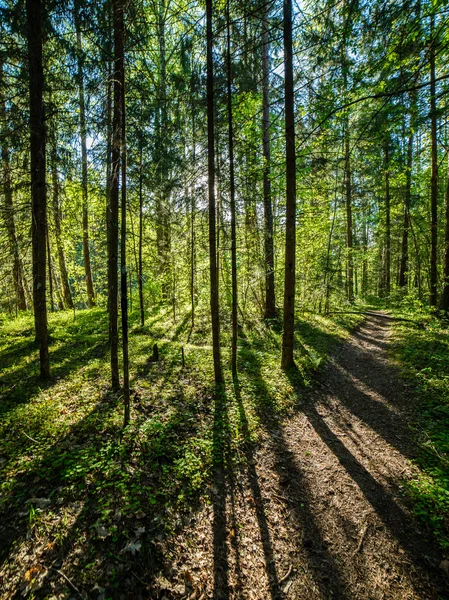 Camino vacío en el campo en otoño — Foto de Stock