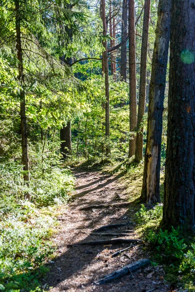 sonbaharda kırsalında boş yol