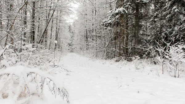 Strada vuota in campagna in inverno — Foto Stock