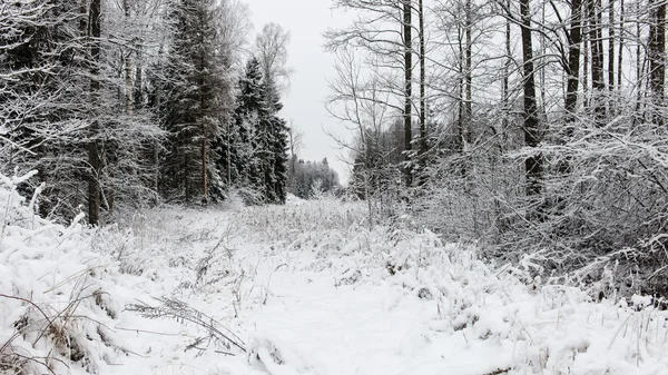 Estrada vazia no campo no inverno — Fotografia de Stock