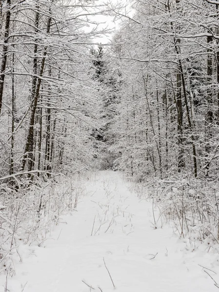 Estrada vazia no campo no inverno — Fotografia de Stock