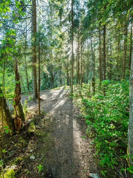 Camino vacío en el campo en otoño — Foto de Stock