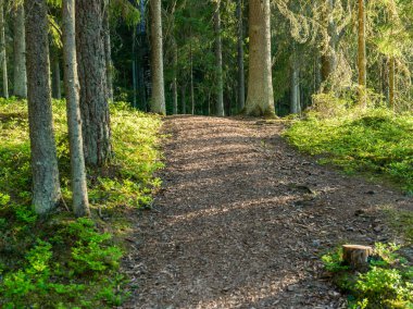 sonbaharda kırsalında boş yol
