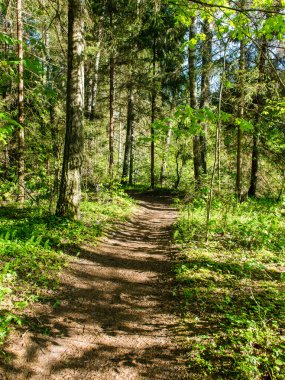 sonbaharda kırsalında boş yol