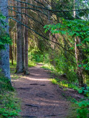 sonbaharda kırsalında boş yol