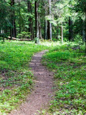 sonbaharda kırsalında boş yol