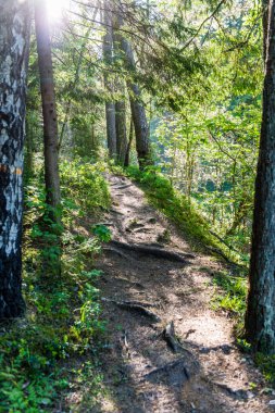 sonbaharda kırsalında boş yol